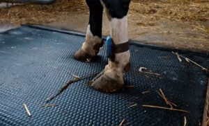 Gummimatte Liegebox Rinder mit Schaumschicht